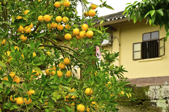 金秋时节柑橘挂满枝头