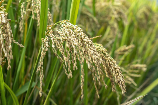 农作物水稻田