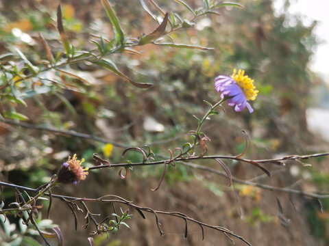 野菊花