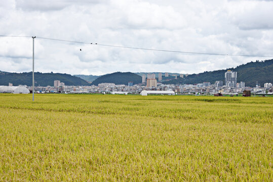 稻田