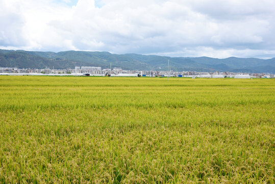 稻田