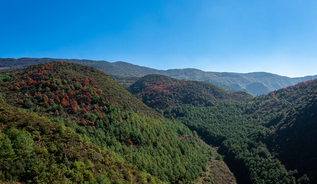 山野树林