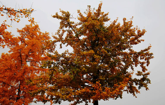 秋银杏树