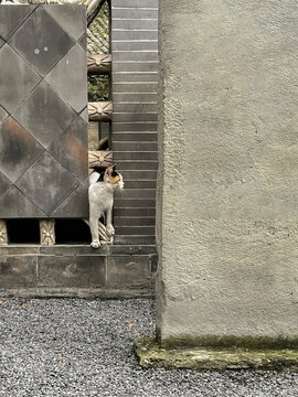 溜出院子的三花猫