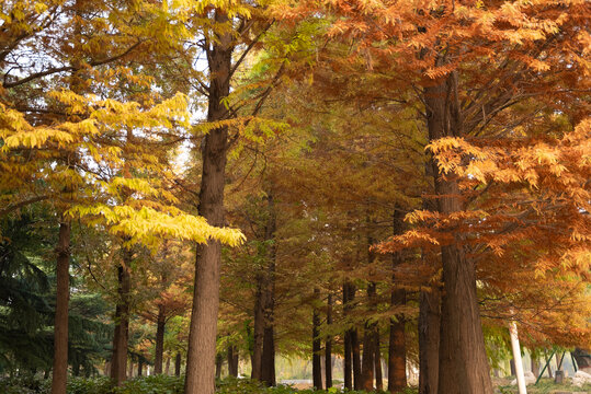 秋天红杉树
