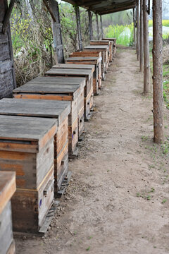 蜜蜂养殖基地