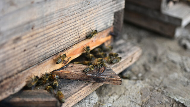 蜜蜂养殖基地特写