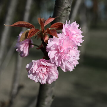 山樱花