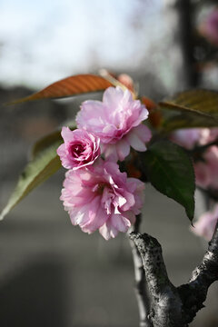 山樱花