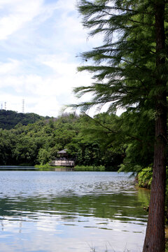 湖水绿树