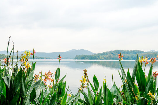 杭州西湖的湖景与花叶美人蕉