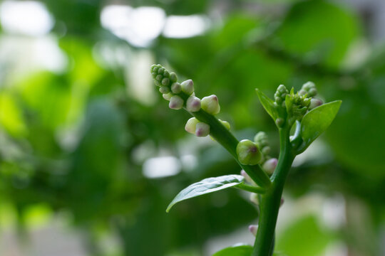 木耳菜