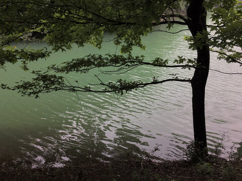 池塘上的树