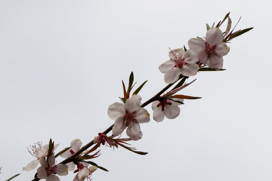 山桃花