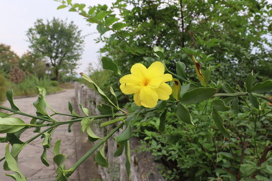 决明子花