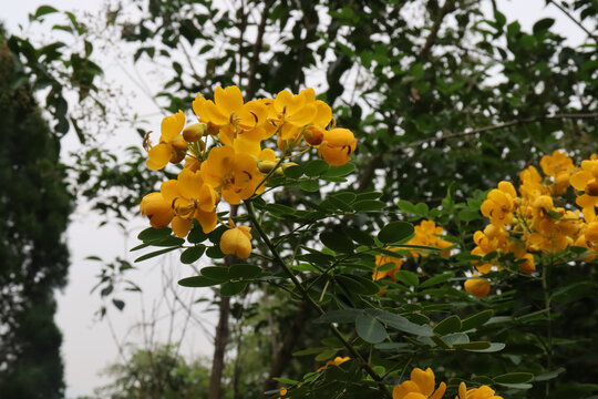 决明子花枝