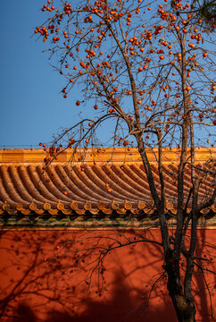 北京故宫柿子