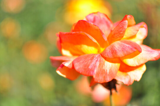 橘黄色月季花特写