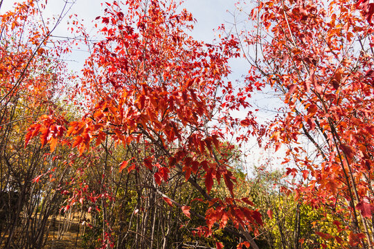 秋季枫树红叶