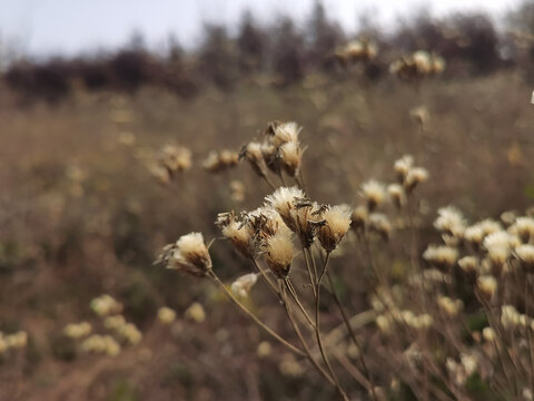 野草籽花