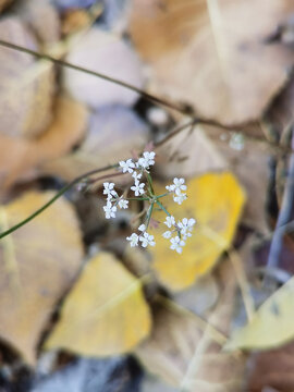 枯叶和小白花