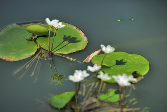 莲花一叶莲