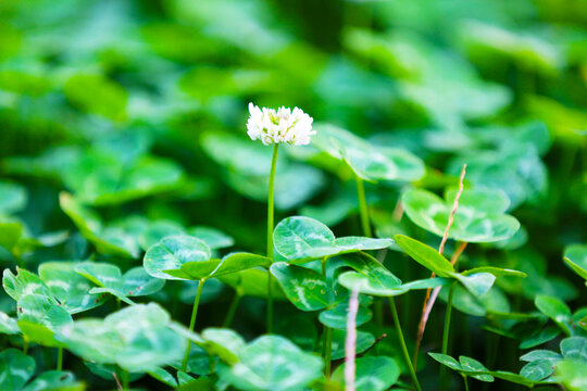 白车轴草特写