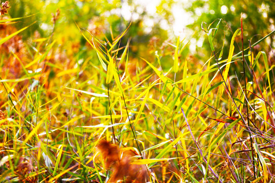 秋天的芦苇丛