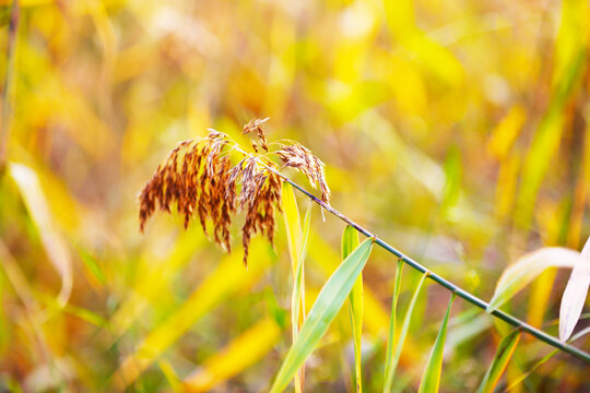 芦苇花特写