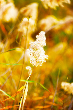 芦苇花特写