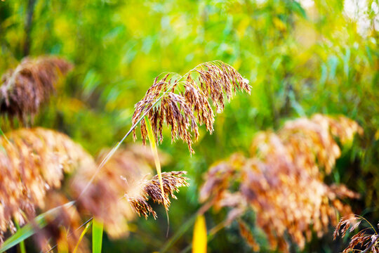 芦苇穗特写