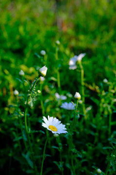 白晶菊花
