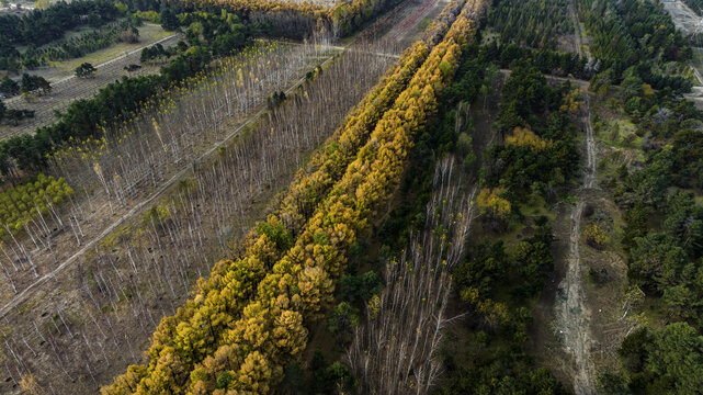 中国长春百木园秋季风景