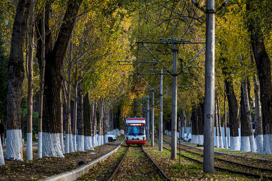 中国长春有轨电车与落叶景观