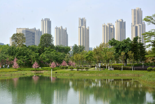 樱花岛