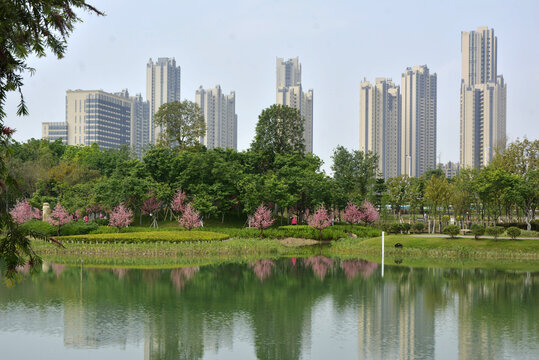 樱花岛
