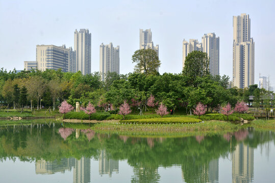 樱花岛