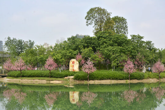 樱花岛