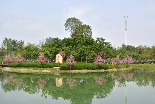樱花岛