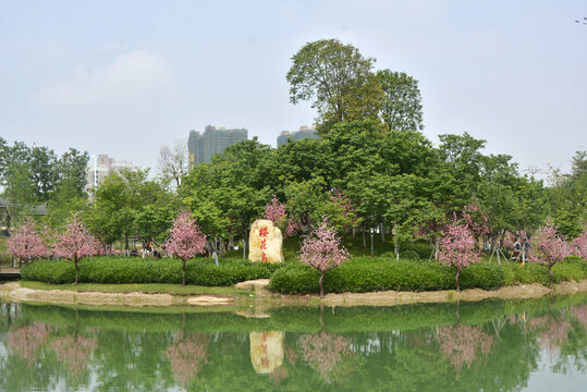 樱花岛