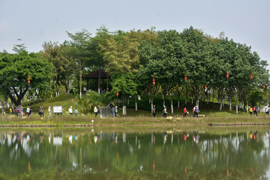 树林