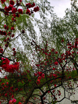 岸边枝头的红花
