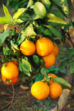 柑橘种植