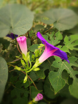 牵牛花紫色蕊花相依