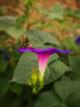 牵牛花紫色花蕾相伴