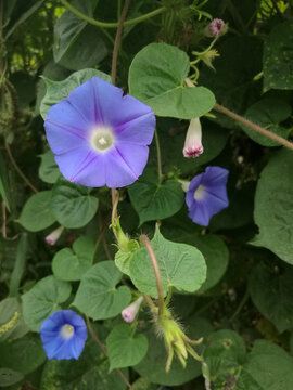 牵牛花蓝花丛