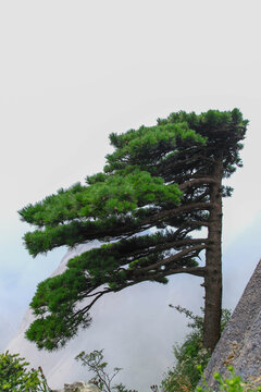 黄山松树