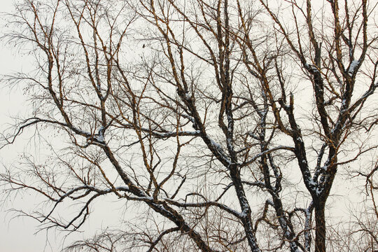 冬季无叶黑桦树