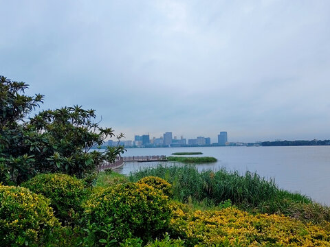 湿地风光湖边绿树