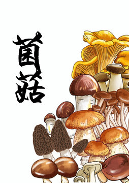 菌菇插画分层